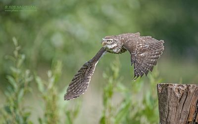 Steenuil - Little Owl - Athene noctua