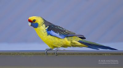 Geelbuikrosella - Green Rosella - Platycercus caledonicus