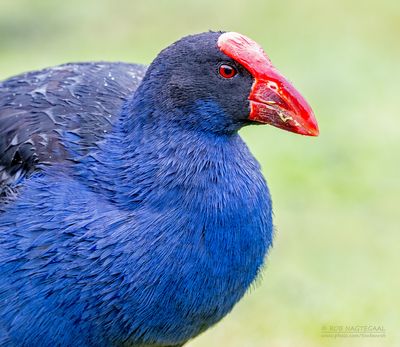 Australische Purperkoet - Australasian Swamphen - Porphyrio melanotus