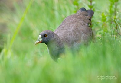 Australisch waterhoen - Black-tailed nativehen -Tribonyx ventralis