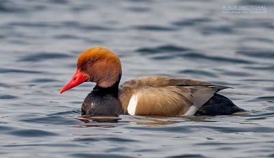 Krooneend - Red-crested Pochard - Netta rufina