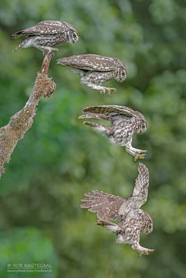 Steenuil - Little Owl - Athene noctua indigena