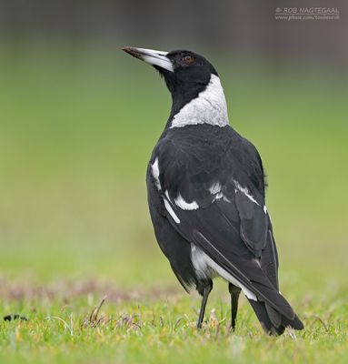 Zwartrugfluitvogel - Australian Magpie - Gymnorhina tibicen