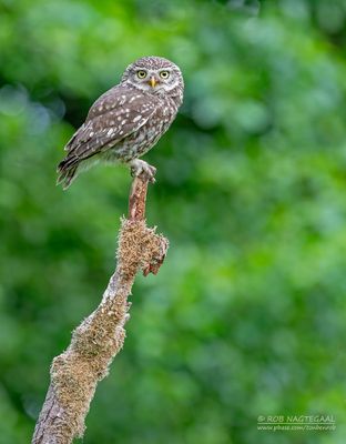 Steenuil - Little Owl - Athene noctua