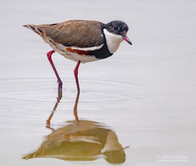 Roodknieplevier - Red-kneed dotterel - Erythrogonys cinctus
