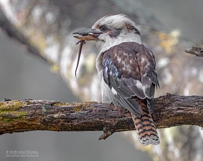 Kookaburra - Laughing kookaburra - Dacelo novaeguineae