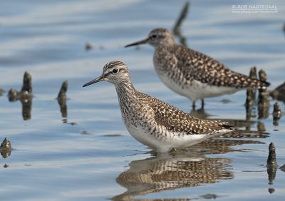 Bosruiter - Wood sandpiper - Tringa glareola