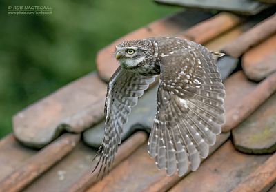 Steenuil - Little Owl - Athene noctua