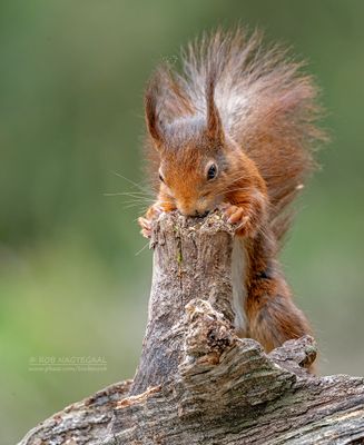Europese Rode Eekhoorn - Eurasian red squirrel - Sciurus vulgaris