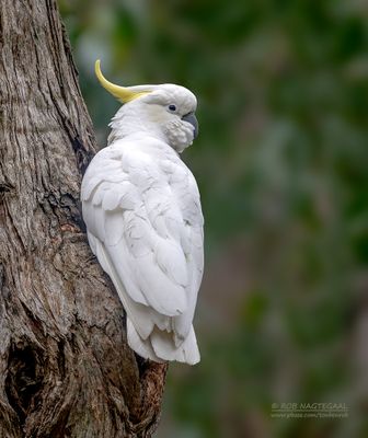 grote geelkuifkaketoe - sulphur-crested cockatoo - cacatua galerita