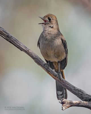 Malleefluiter - Southern Scrub-Robin - Drymodes brunneopygia