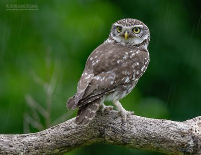Steenuil - Little Owl - Athene noctua