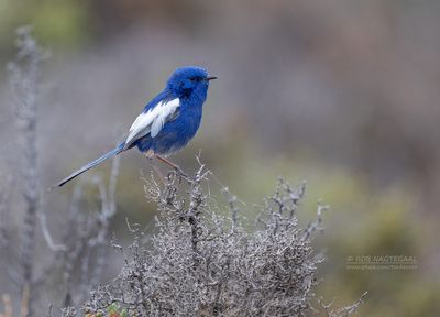 Witvleugelelfje - White-winged fairywren - Malurus leucopterus