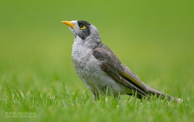 Tuinhoningeter - Noisy Miner - Manorina melanocephala