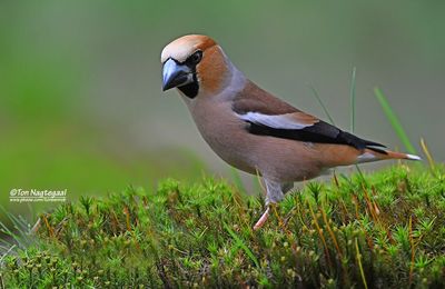 Appelvink - Hawfinch - Coccothraustes coccotraustes