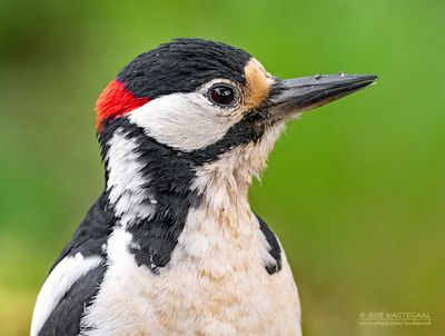 Bird portraits