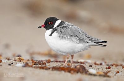 Zwartkopplevier - Hooded Plover - Thinornis (Charadrius) rubricollis