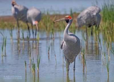 Brolgakraanvogel - Brolga - Antigone rubicunda