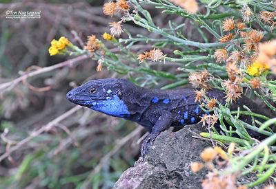Canarische hagedis - La Palma lizard - Gallotia galloti