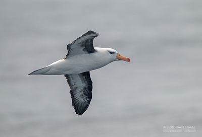 Birds in flight