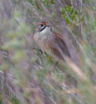 Witkeelgrassluiper - Striated Grasswren - Amytornis striatus