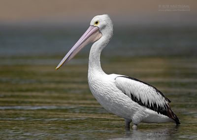Australische Pelikaan - Australian Pelican - Pelecanus conspicillatus