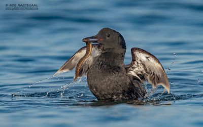 Zwarte Zeekoet - Black Guillemot - Cepphus grylle