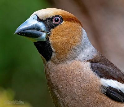 Appelvink - Hawfinch - Coccothraustes coccotraustes