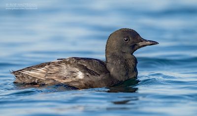 Zwarte Zeekoet - Black Guillemot - Cepphus grylle