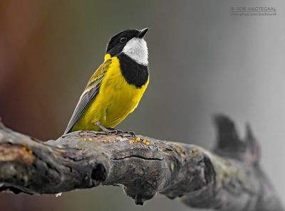Gouden fluiter - Golden Whistler - Pachycephala pectoralis