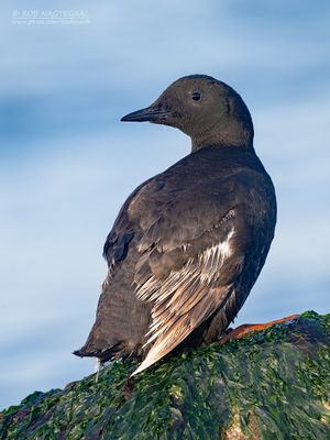 Zwarte Zeekoet -  Black Guillemot - Cepphus grylle 