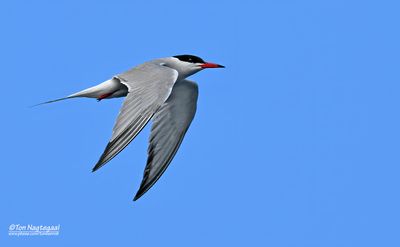 Visdief - Common tern - Sterna hirundo