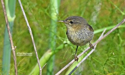 Tjiftjaf - Chiffchaff - Phylloscopus collybita
