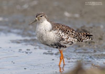 Kemphaan - Ruff - Philomachus puqnax