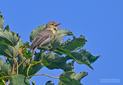 Orpheusspotvogel - Melodious warbler - Hippolais polyglotta