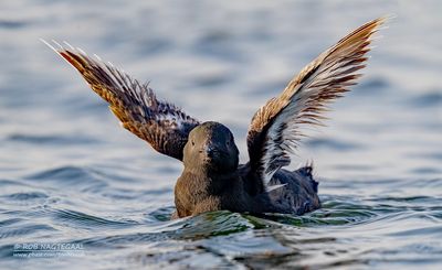 Zwarte Zeekoet - Black Guillemot - Cepphus grylle