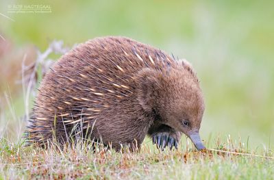 Australische mierenegel -  short-beaked echidna - Tachyglossus aculeatus