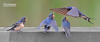 Boerenzwaluw - Barn swallow - Hirundo rustica