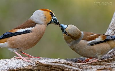 Appelvink - Hawfinch - Coccothraustes coccotraustes
