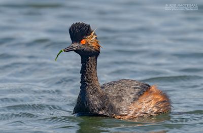 Geoorde fuut - Black-necked Grebe - Podiseps nigricollis