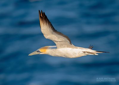 Birds in flight