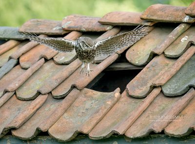 Steenuil - Little Owl - Athene noctua vidalii