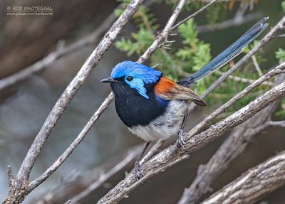 Roestschouderelfje - Purple-backed Fairywren - Malurus assimilis