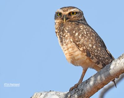 Holenuil - Burrowing Owl - Athene cunicularia