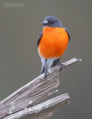 Vuurbuikvliegenvanger - Flame Robin - Petroica phoenicea