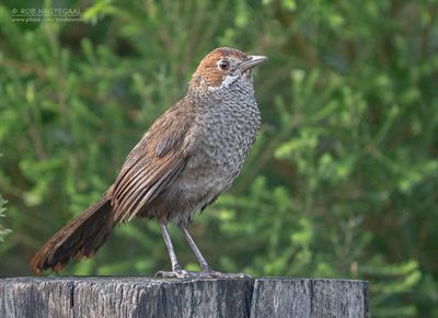 Rosse borstelvogel - Rufous bristlebird - Dasyornis broadbenti