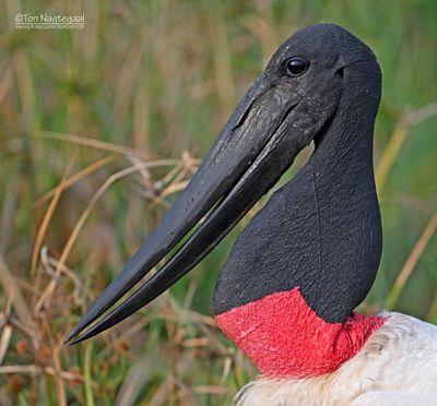Bird portraits