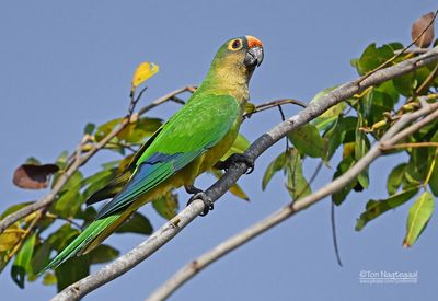 Goudvoorhoofdparkiet - Peach-fronted parakeet - Eupsittula aurea