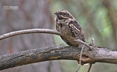 Nachtzwaluw - European nightjar - Caprimulgus europaeus