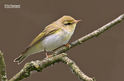 Fluiter - Wood warbler - Phylloscopus sibilatrix